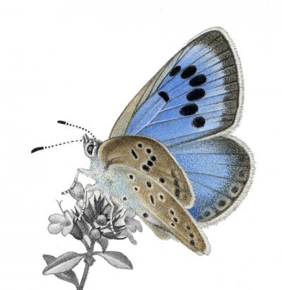 Large Blue Butterfly