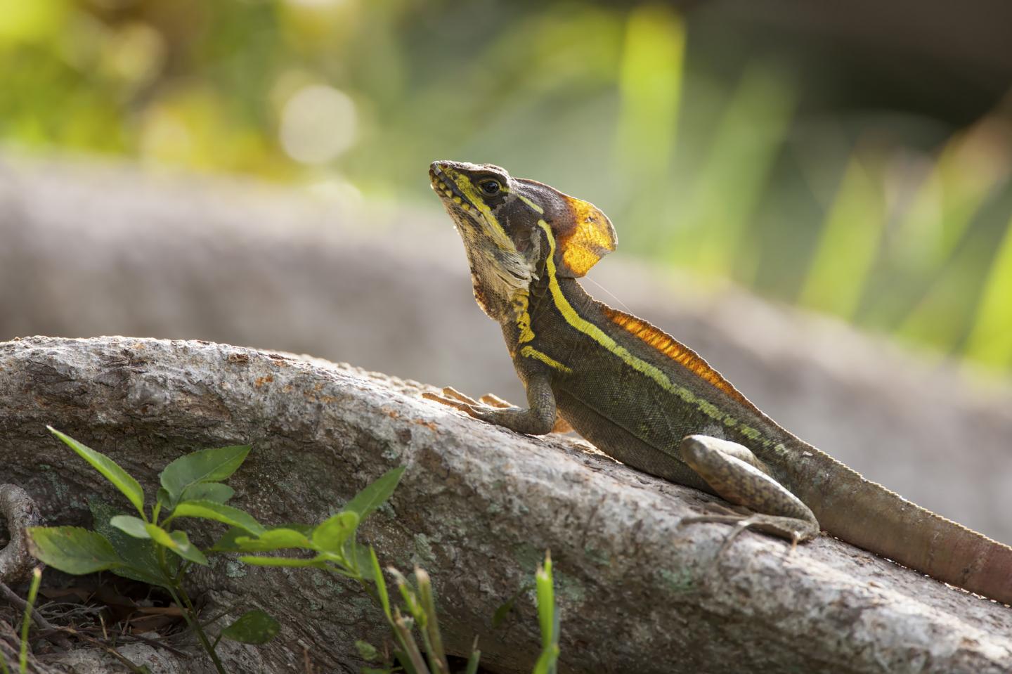 Central American brown basilisks