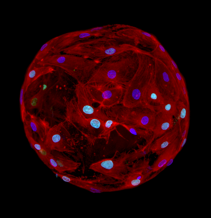 Gel drops for regenerative medicine