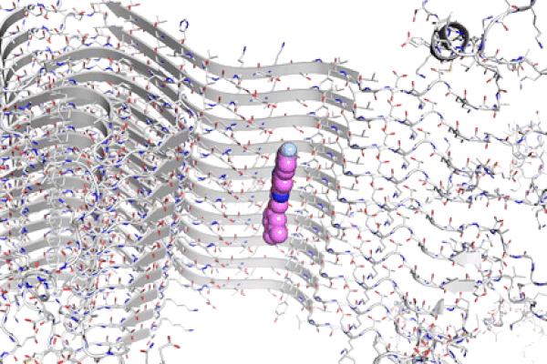 Alpha-Synuclein and Exemplar