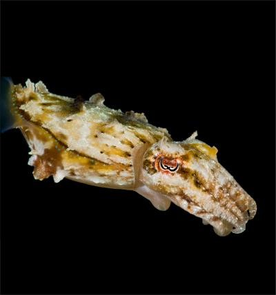 Cuttlefish