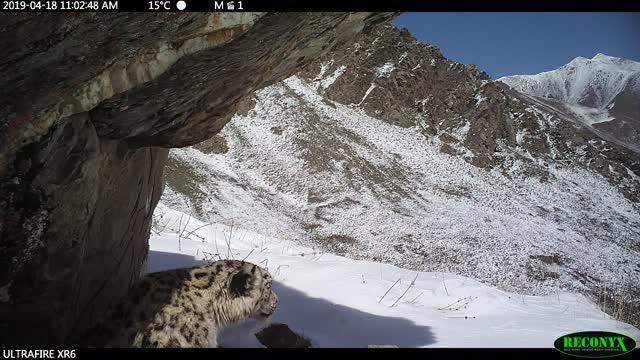 Camera trap of a snow leopard in Kyrgyzstan. Credit Kodzue Kinoshita twintstrust, and Snow Leopard Foundation in Kyrgyzstan