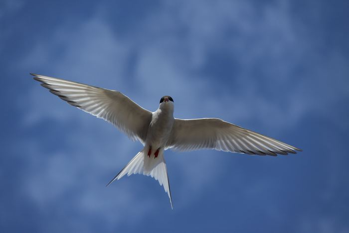 Arctic tern
