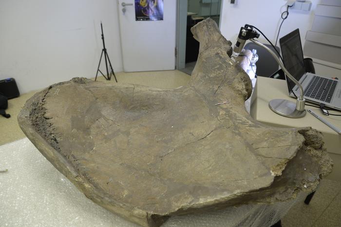 Pelvic bone of a Palaeoloxodon antiquus found in Gröbern