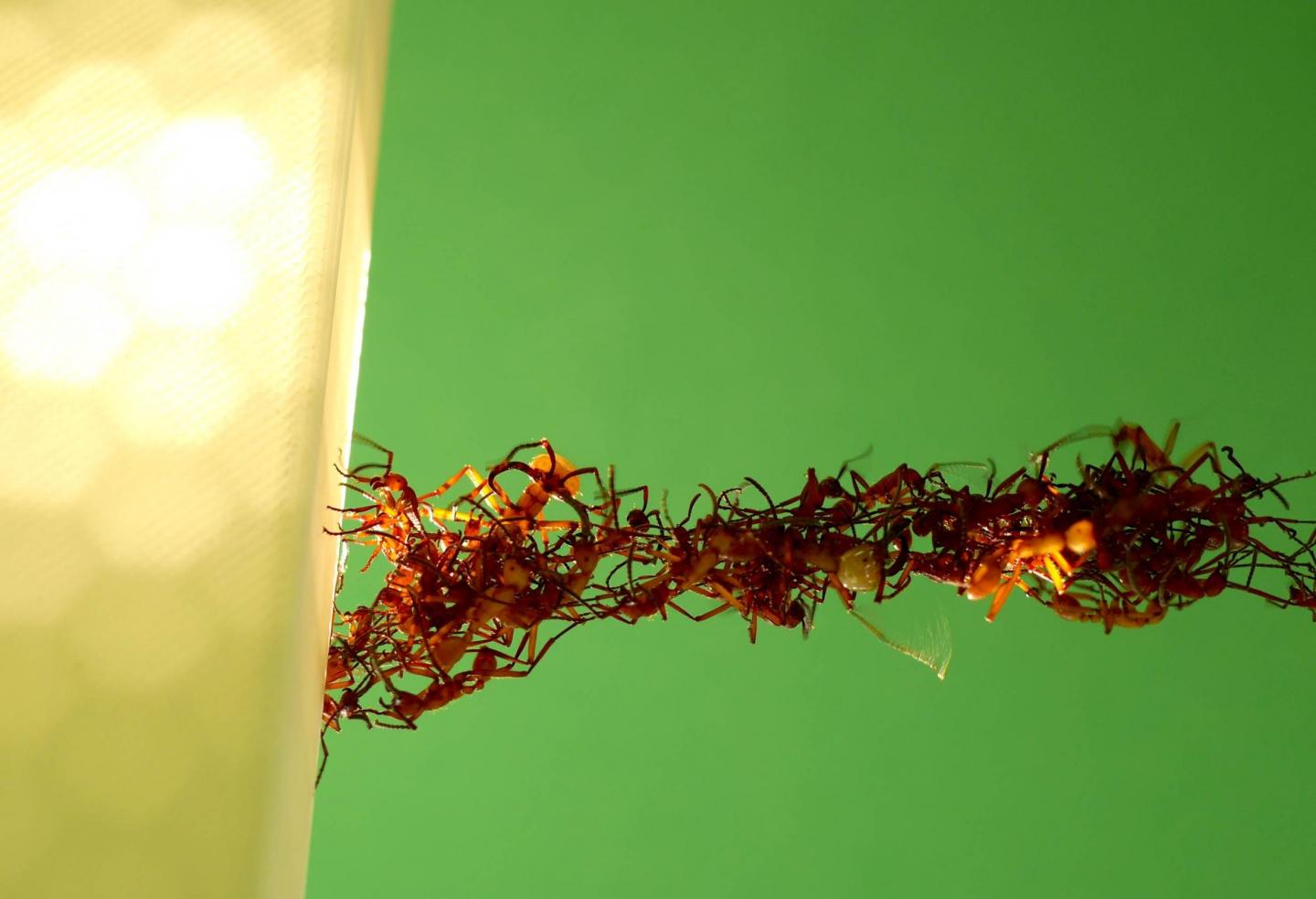 Ant Bridge from Below