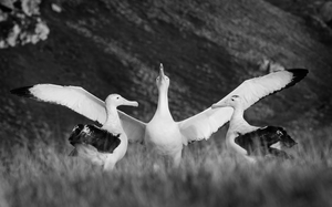 Albatross mating