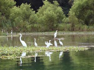 The Lake Yojoa Watershed is a haven for biodiversity and the site of multiple uses.