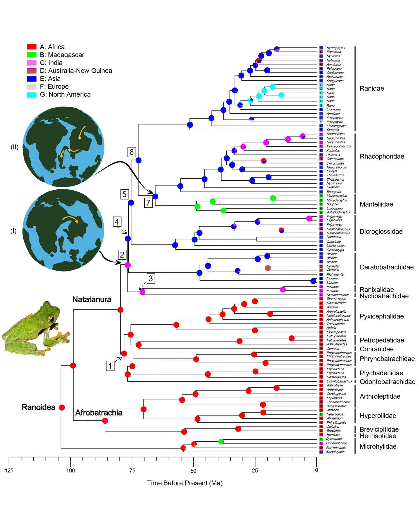 Natatanuran Frogs used the Indian Plate to Step-stone Disperse and Radiate across the Indian Ocean