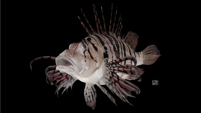 Luna Lionfish, Pterois lunulata