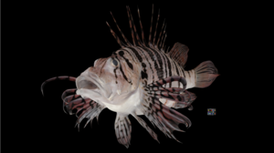 Luna Lionfish, Pterois lunulata