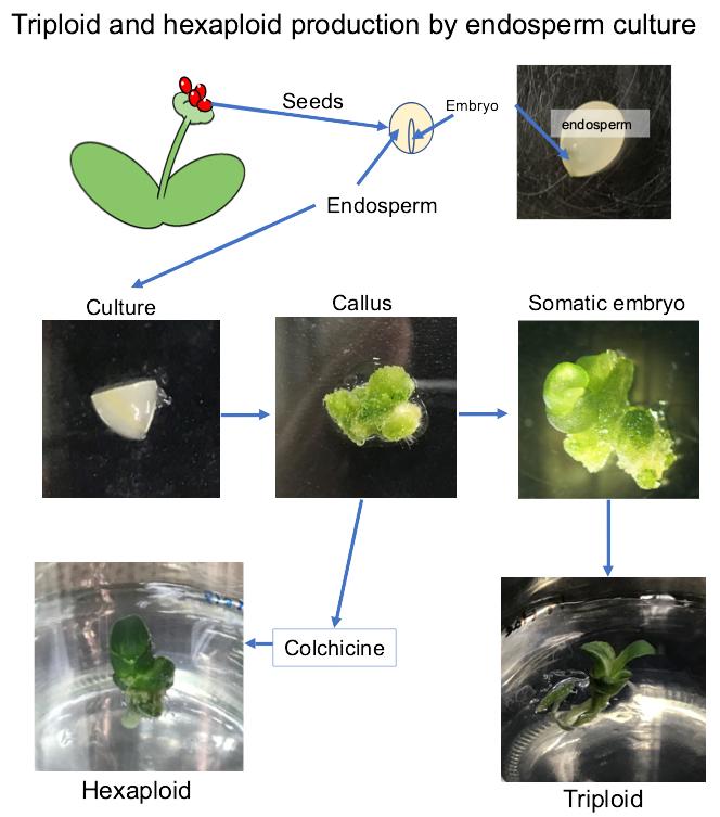 Endosperm culture of Haemanthus albiflos