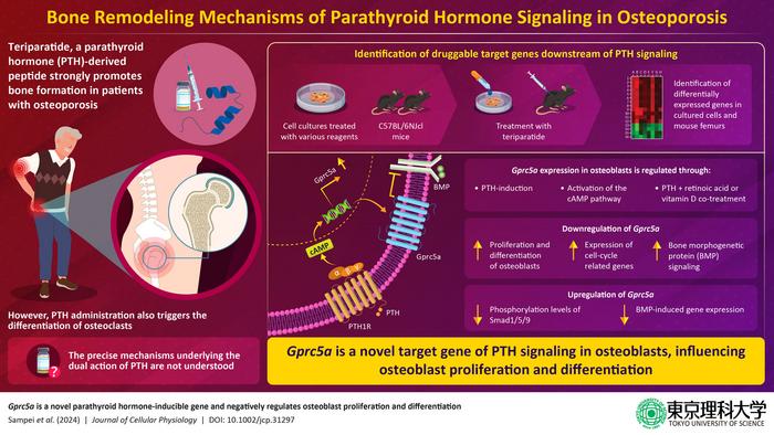 Study identifies a novel parathyroid hormone inducible target that suppresses bone formation