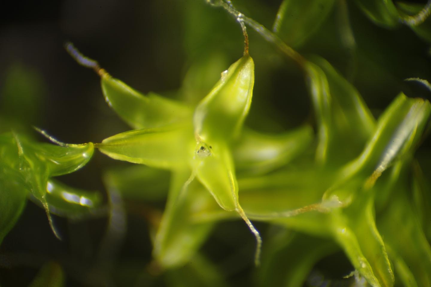 S. caninervis detail