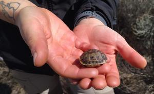 Spur-thighed tortoise (Testudo graeca).