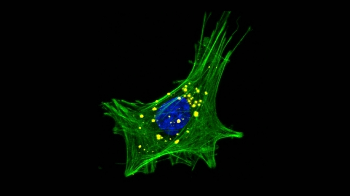 Alpha-synuclein aggregation in intestinal cells