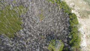 Drone image of the mangrove dieback on HDh. Neykurendhoo in the Maldives.