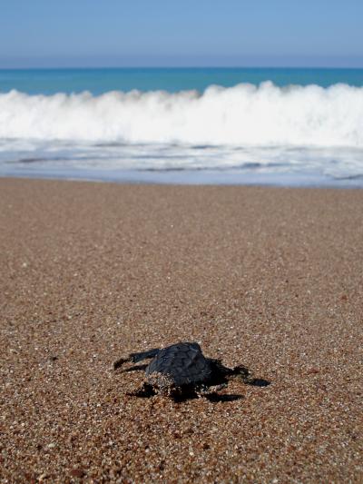 Turtle Hatchling