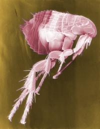 Scanning Electron Micrograph Of A Flea (False Colors)