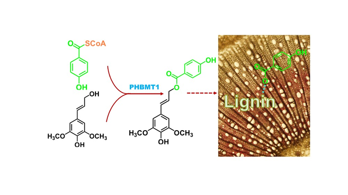 schematic of lignin sidechain pathway