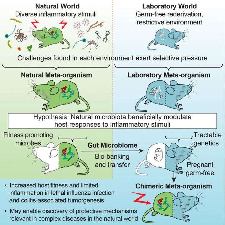 Gut Microbiota in Wild Vs. Lab Mice