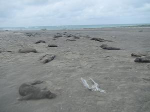 elephant seal pup mortality Oct 2023