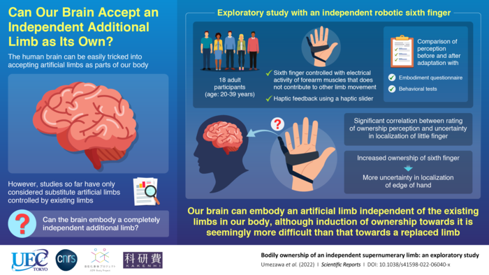 Can Our Brain Accept an Independent Additional Limb as Its Own?