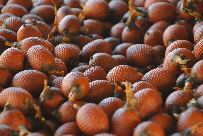 Mauritia palm fruit