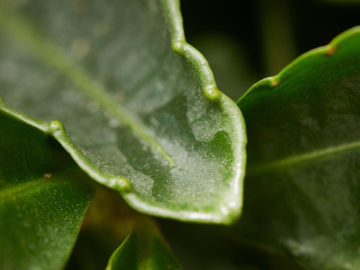 The Leaves of the Coralberry (<em>Ardisia crenata</em>)