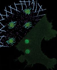 Receptor clustering induced by laser spots