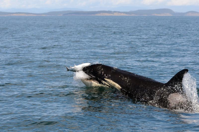 Orca feeding