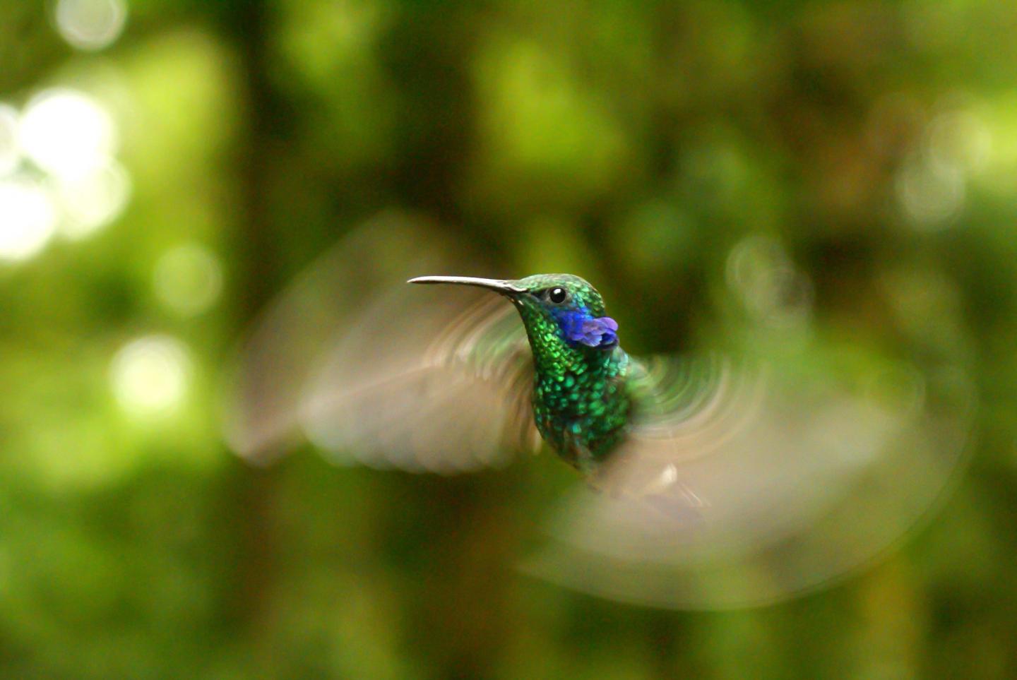 A Geen Violet-Ear Hummingbird