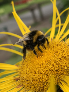 Bee