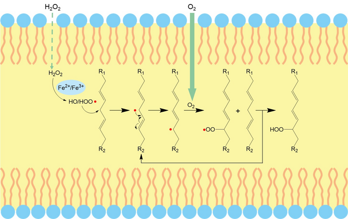 Inducing peroxidation of unsaturated lipids in lipid bilayer