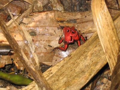 Strawberry Poison Frogs (<i>Oophaga pumilio</i>)