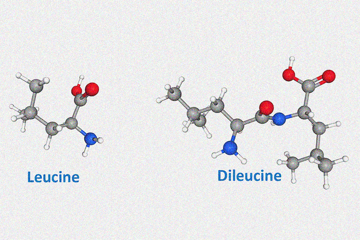 Leucine vs Dileucine