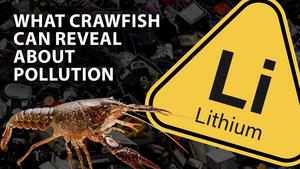 Crawfish could transfer ionic lithium from their environment into food chain