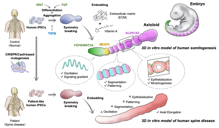 Graphical Summary of Findings