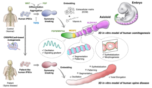 Graphical Summary of Findings