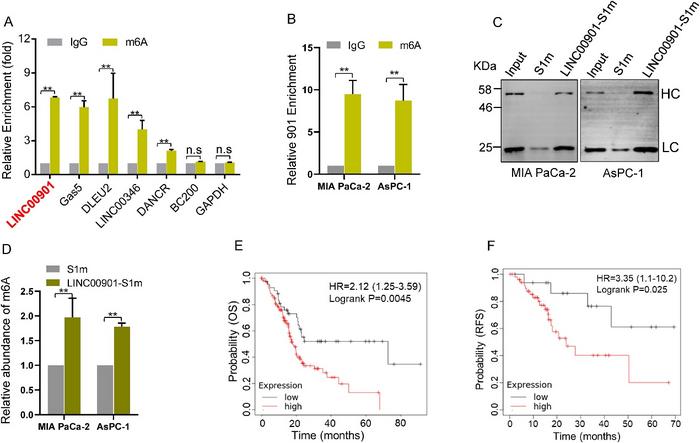 LINC00901 is an m6A-modified lncRNA and its high level is associated with poor prognosis of PDAC patients.