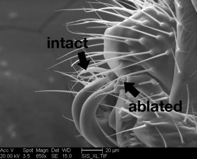 Ablated D. bipectinata Duda Spine