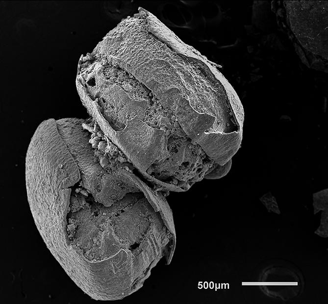 Two Seeds Stuck Together Viewed from the Side