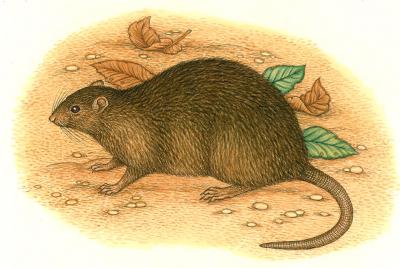 Christmas Island Native Rat