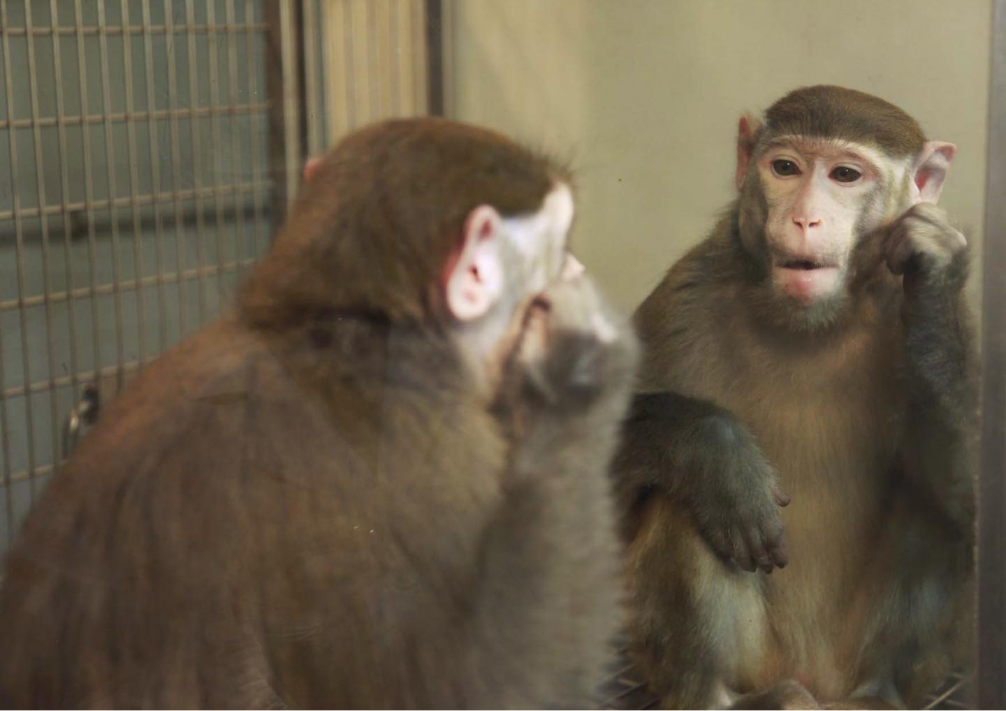 Rhesus Monkeys Can Learn to Recognize Themselves in the Mirror 2