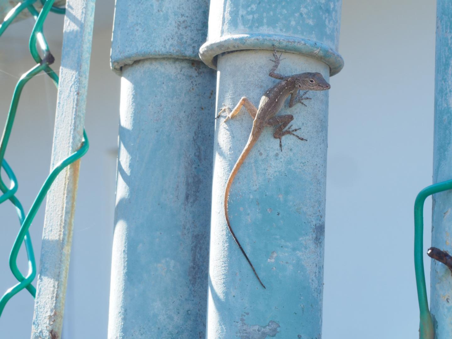 Anolis Cristatellus