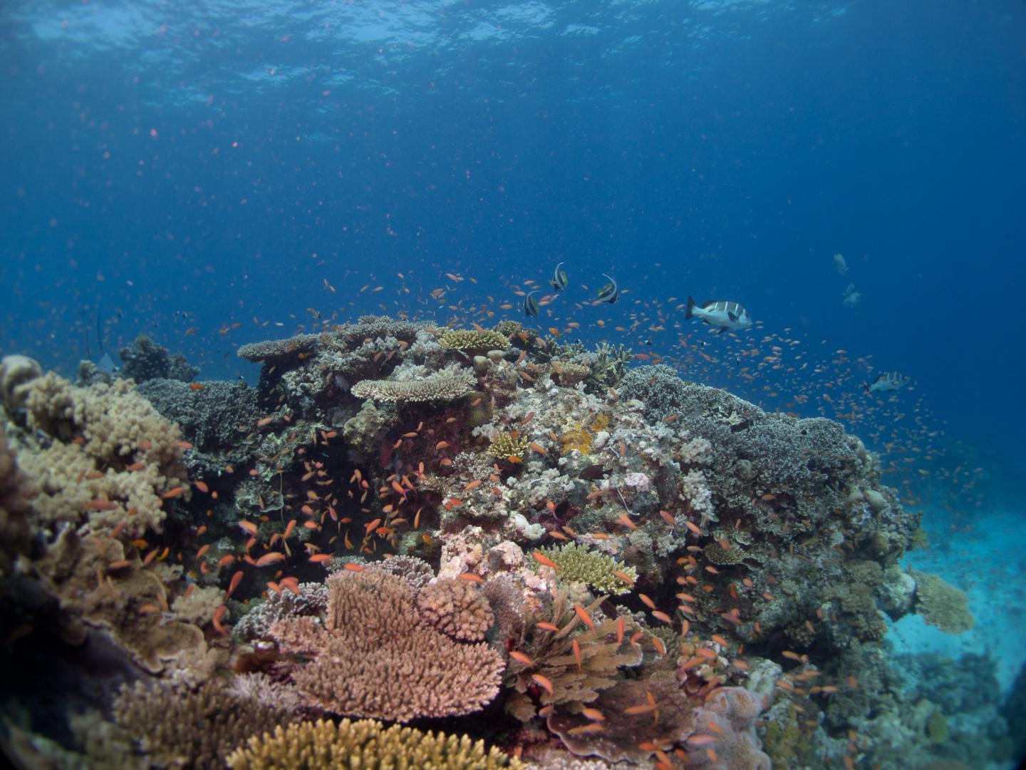 Coral Reefs in Mozambique