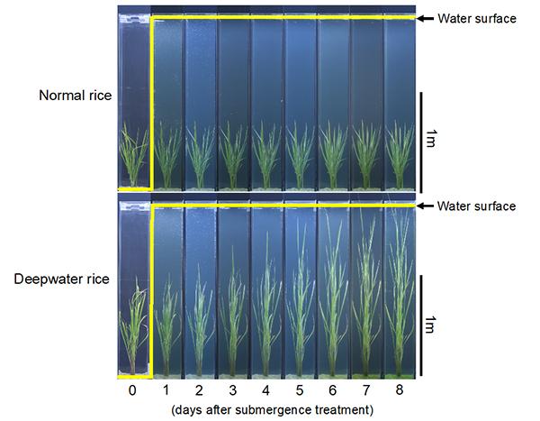 Rice Plants Evolve to Adapt to Flooding (1 of 3)