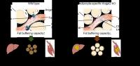 Figure 2 Endothelial-to-adipocyte fatty acid transport determines metabolic health.