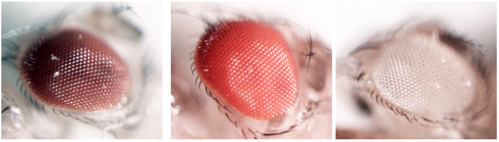 Eyes of Drosophila melanogaster with different colors