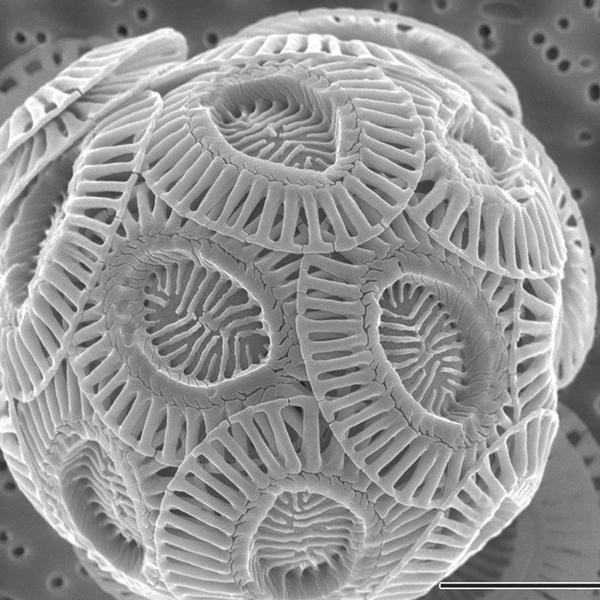 Coccolithophore