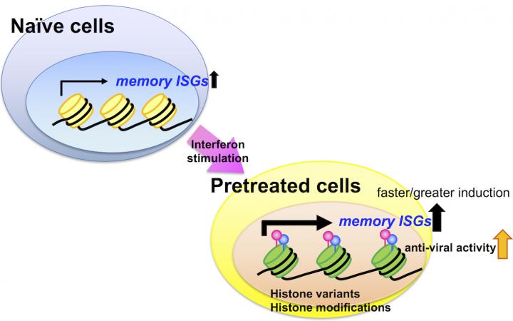 Schematic of the Interferon-Stimulated Memory Effect